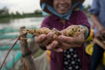 Élevage de crevette dans les riziculteurs vietnamiens